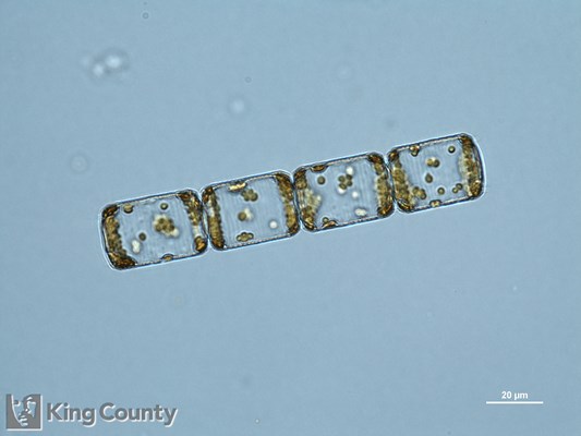 Photo of Lauderia annulata